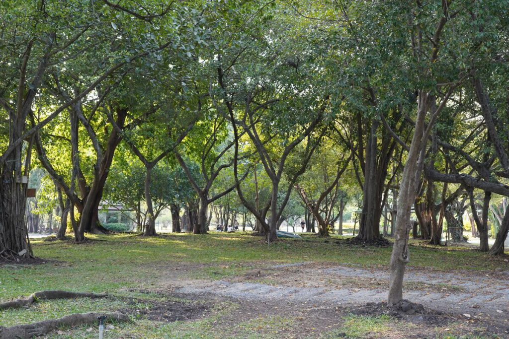 ต้นไม้ร่ม ปิกนิก สวนหลวง ร.9