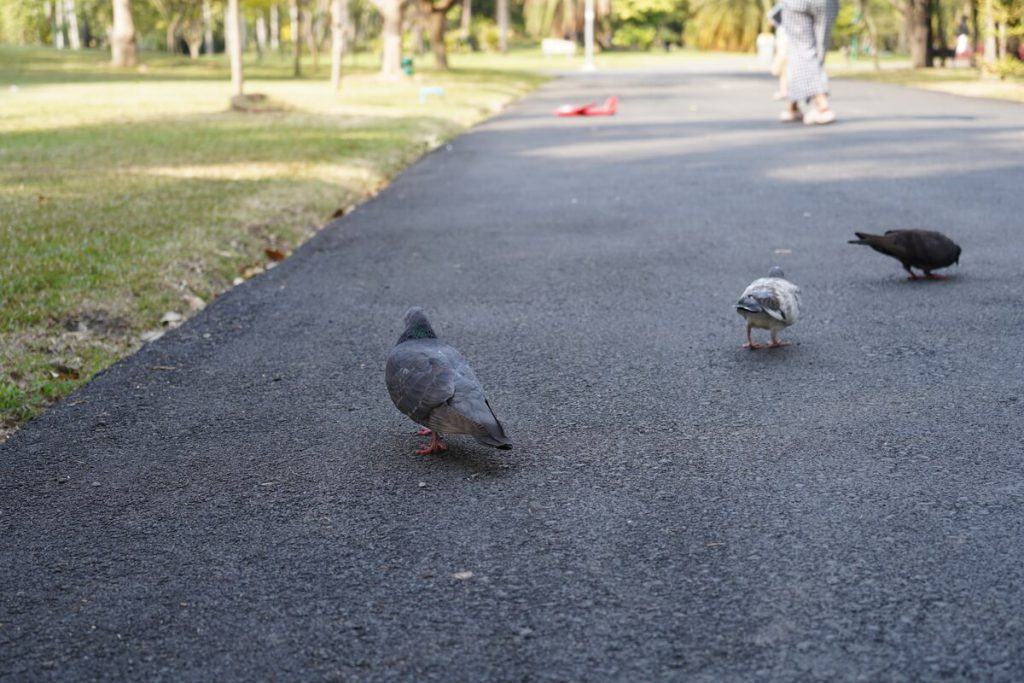 ถ่ายนก สวนหลวง ร 9