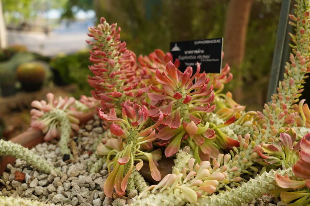 ต้นไม้แคคตัส สวนหลวง ร.9