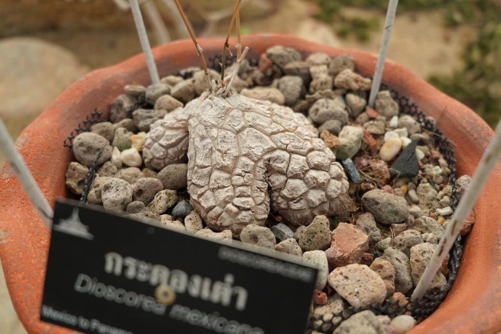 พันธุ์ไม้ สวนหลวง ร.9 ต้นกระดองเต่า