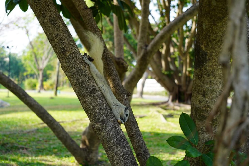 กระรอกเผือกที่สวนหลวง กรุงเทพ