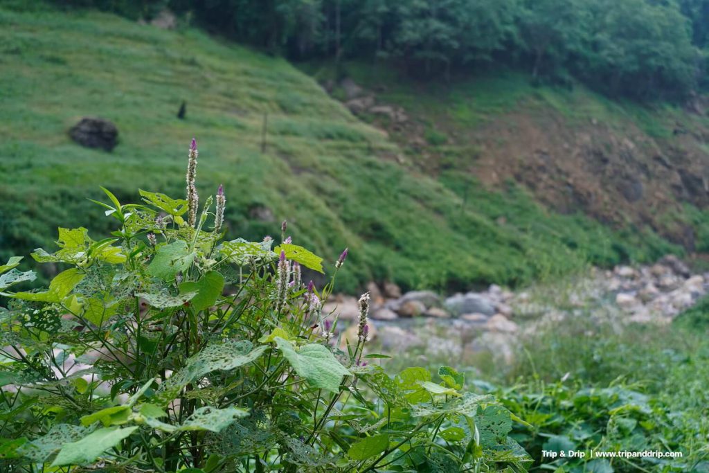 ต้นไม้เริ่มออกดอกสวยงาม