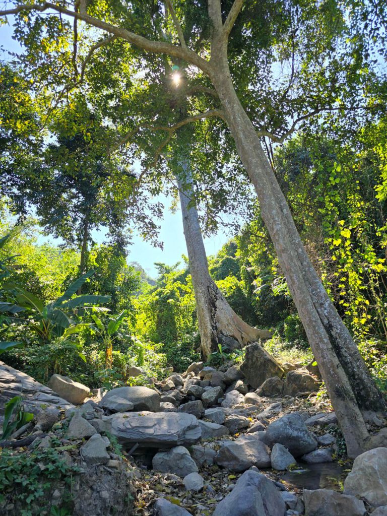 ต้นไม้ใหญ่ เขาหัวหมวก